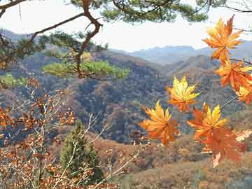 苹果CMS模板：打造个性化网站，脱颖而出的首选